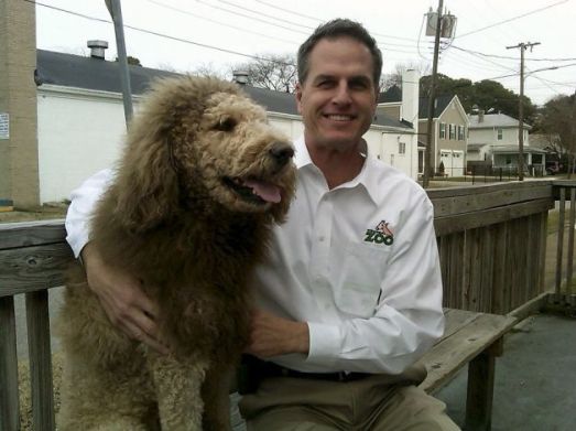 escaped lion dog labradoodle norfolk