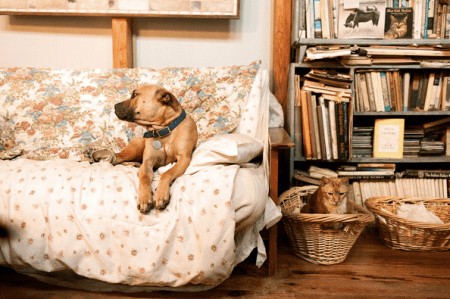 nyt 300 cats craziness