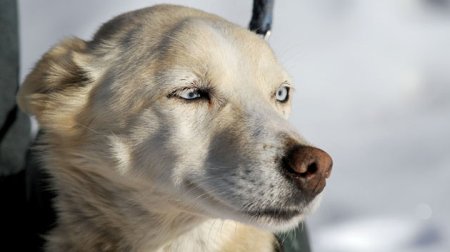 iditarod dog found 7 days after disappearing