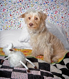 lena dunham dog lamby box of puppies new yorker