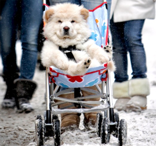 STROLLER-DOG
