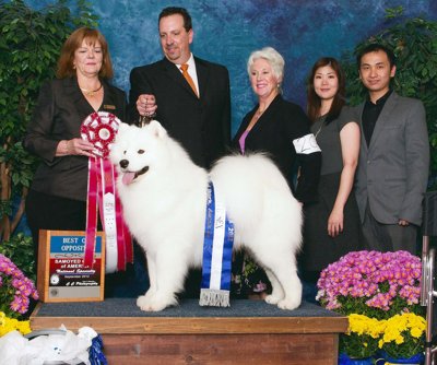 westminster dog show competitor poisoned cruz samoyed