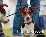 i jack russell photographer and dog's eye view