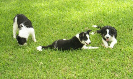 dogs jealous new york times james gorman