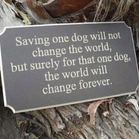 rescue-dog-quotes-1