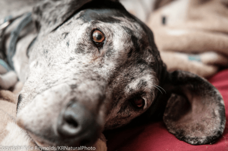 kyle reynolds random acts of dog